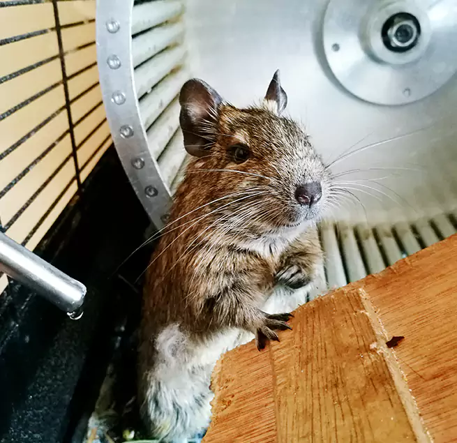 Why Homeowners & Businesses Trust Us Springfield, IL